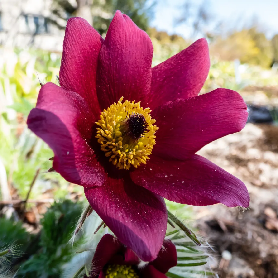 Anémone pulsatille rouge - Floraison rouge dès mars