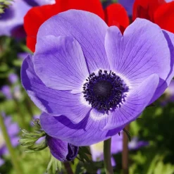 Anémones coronaria bleues - Du bleu vif dès l'hiver
