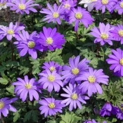 30 Anémones de Grèce Blue Shades - Un tapis bleu dès mars