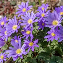 30 Anémones de Grèce Blue Shades - Un tapis bleu dès mars
