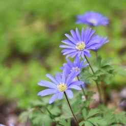 30 Anémones de Grèce Blue Shades - Un tapis bleu dès mars