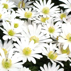 10 Anémones de Grèce White splendour - Un tapis blanc au printemps