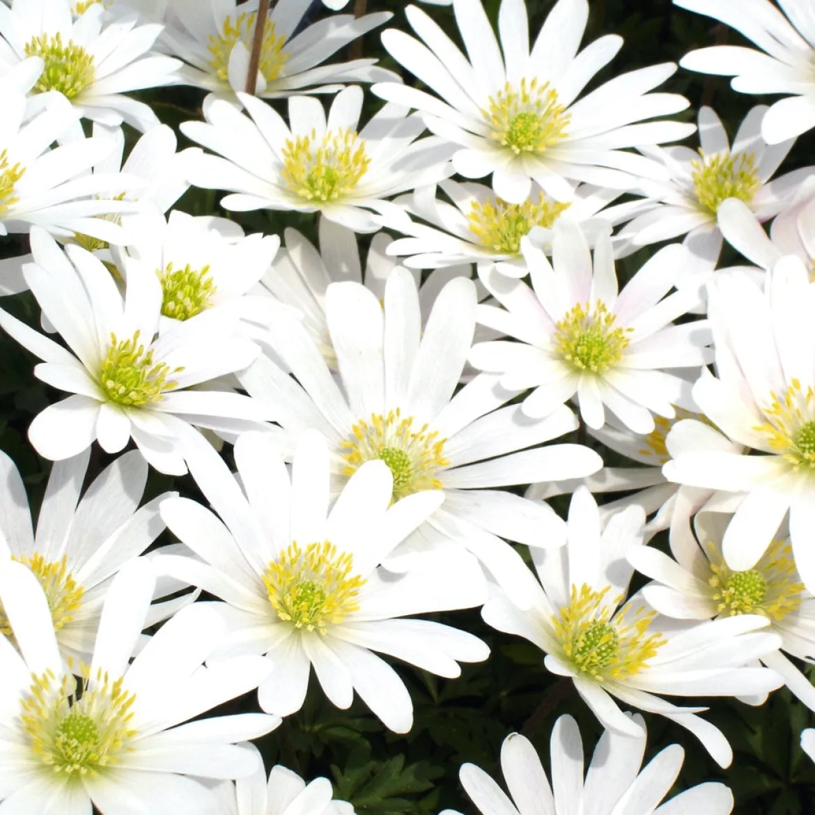 10 Anémones de Grèce White splendour - Un tapis blanc au printemps