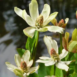 Anémopsis de Californie - Couvre-sol des berges humides
