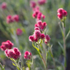 Antennaire dioïque Rubra - Un tapis fleuri sans effort