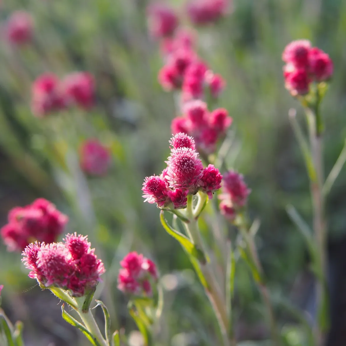 Antennaire dioïque Rubra - Un tapis fleuri sans effort