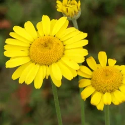 Anthemis tinctoria Kelwayi - Massif jaune tout l'été