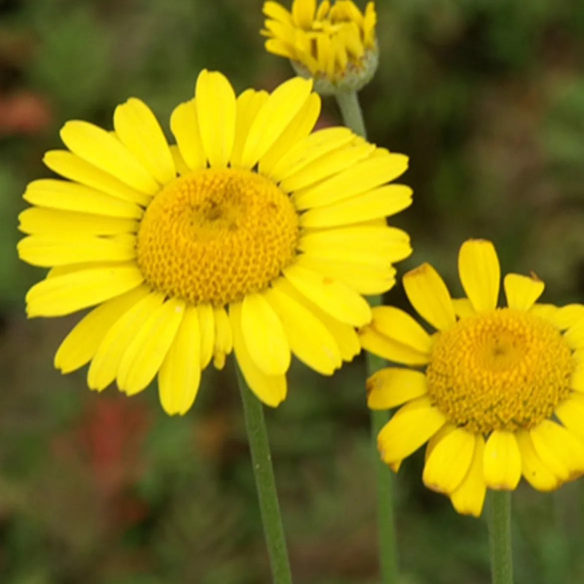 Anthemis tinctoria Kelwayi - Massif jaune tout l'été