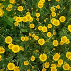 Anthemis tinctoria Kelwayi - Massif jaune tout l'été