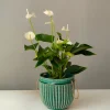 Anthurium blanc - La fleur blanche qui dure