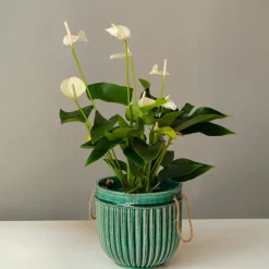 Anthurium blanc - La fleur blanche qui dure