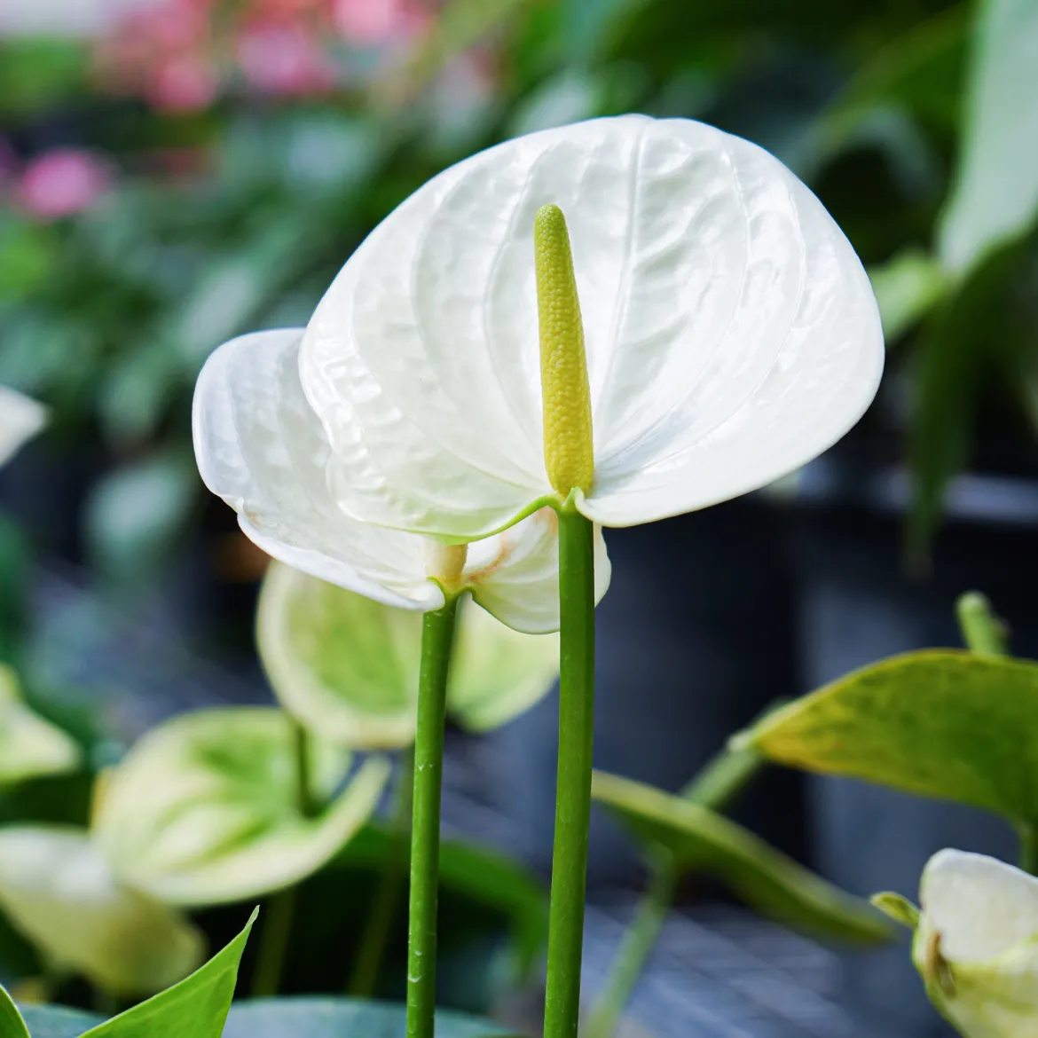 Anthurium blanc - La fleur blanche qui dure