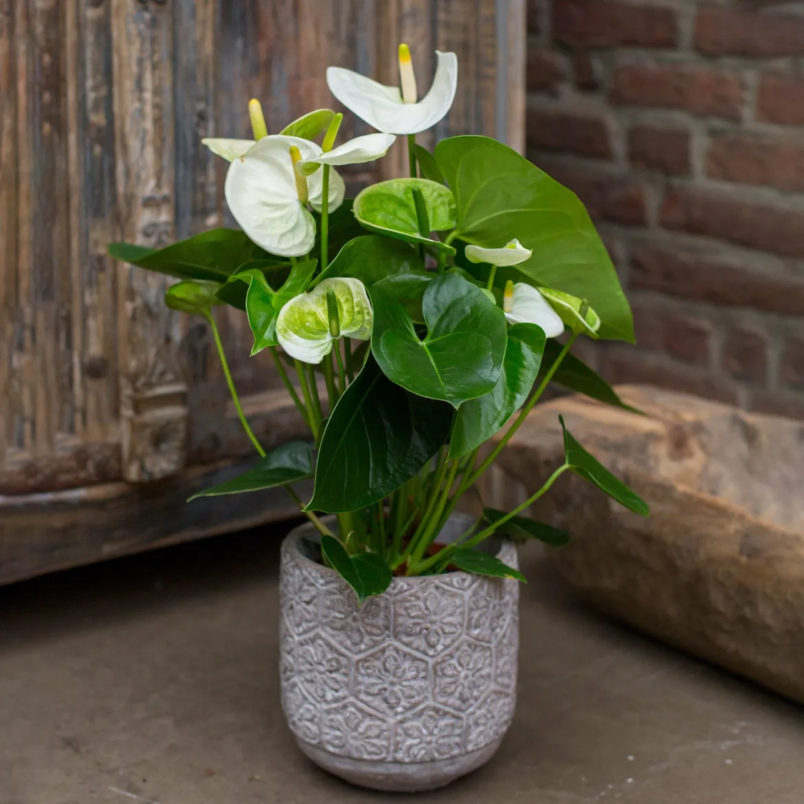 Anthurium blanc - La fleur blanche qui dure
