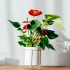 Anthurium rouge - La fleur rouge qui dure