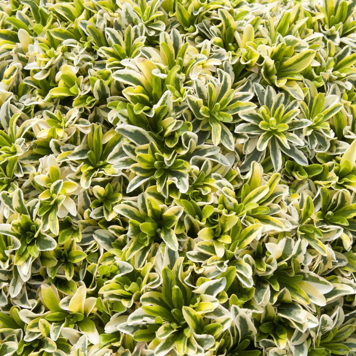 Arabette rampante Old Gold - Un tapis fleuri sans effort