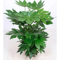 Aralia du Japon - Grandes feuilles, effet jungle