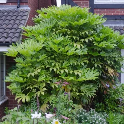 Aralia du Japon - Grandes feuilles, effet jungle
