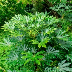 Aralia du Japon - Grandes feuilles, effet jungle