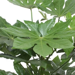 Aralia du Japon - Grandes feuilles, effet jungle