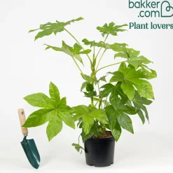 Aralia du Japon - Grandes feuilles, effet jungle