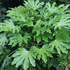 Aralia du Japon - Grandes feuilles, effet jungle
