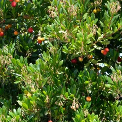 Arbousier Atlantic - Fleurs et fruits en même temps