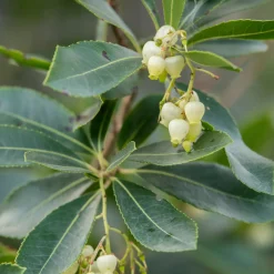 Arbousier Atlantic - Fleurs et fruits en même temps