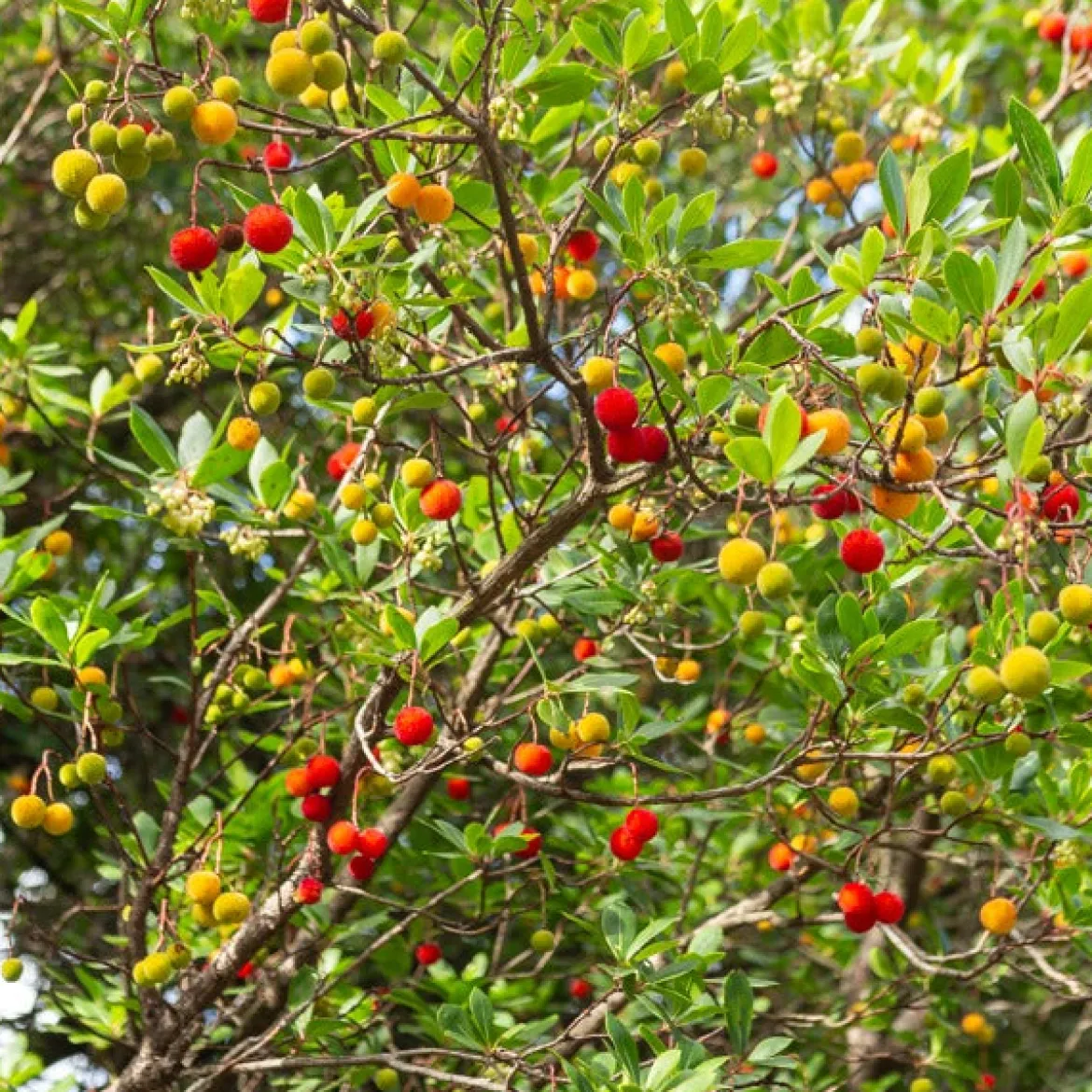 Arbousier - Fleurs et fruits en même temps