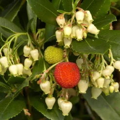 Arbousier - Fleurs et fruits en même temps
