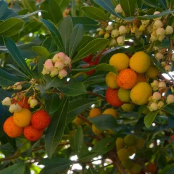 Arbousier - Fleurs et fruits en même temps