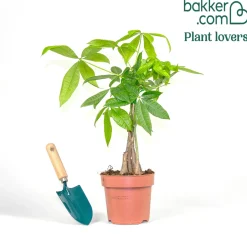 Arbre à argent Pachira aquatica tige tressé - La déco qui porte chance