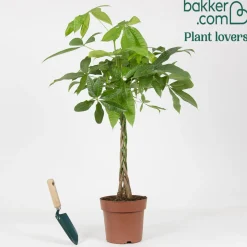 Arbre à argent Pachira aquatica tige tressé - La déco qui porte chance