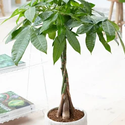 Arbre à argent Pachira aquatica tige tressé - La déco qui porte chance