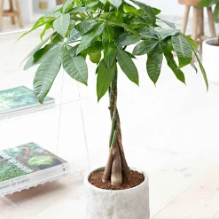 Arbre à argent Pachira aquatica tige tressé - La déco qui porte chance
