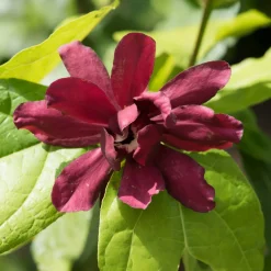 Arbre aux anémones Hartlage Wine - Des fleurs uniques tout l'été