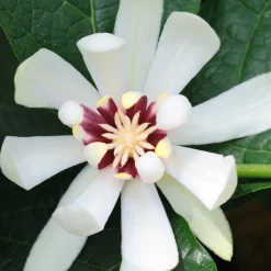 Arbre aux anémones Venus - Grandes fleurs, effet garanti