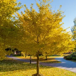 Arbre aux 40 écus - Ginkgo biloba - L'or au jardin en automne