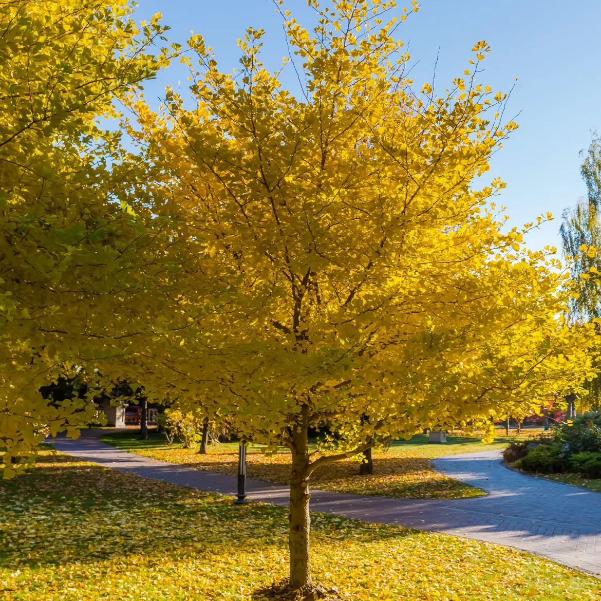 Arbre aux 40 écus - Ginkgo biloba - L'or au jardin en automne