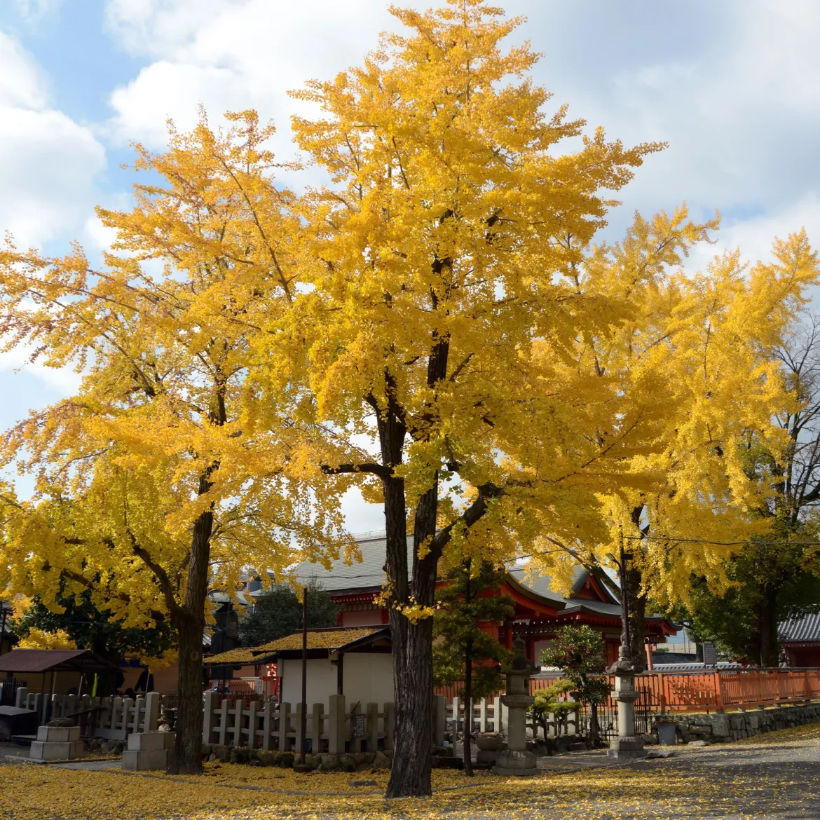 Arbre aux 40 écus - Ginkgo biloba - L'or au jardin en automne