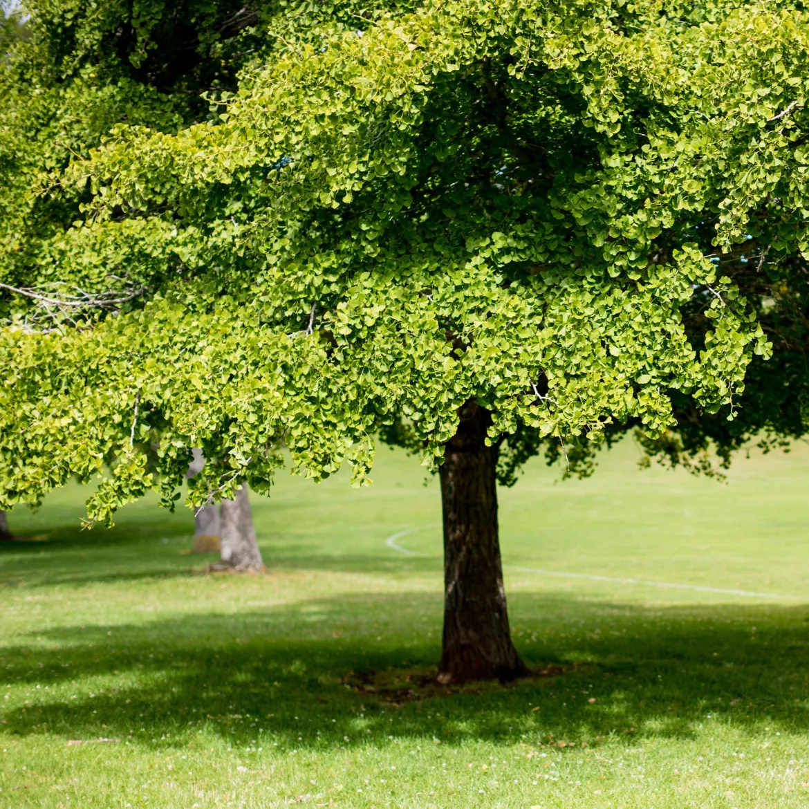 Arbre aux 40 écus - Ginkgo biloba - L'or au jardin en automne