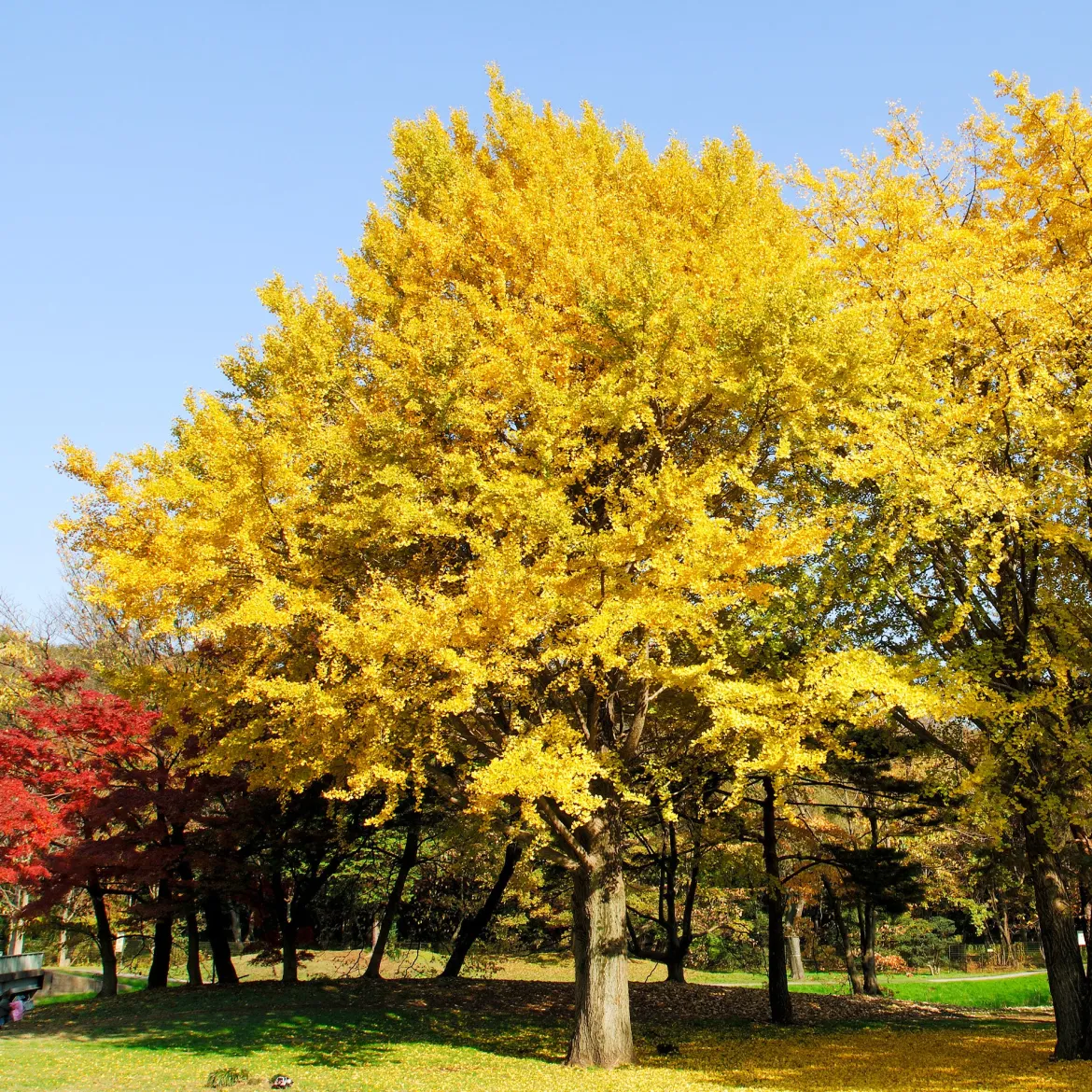 Arbre aux 40 écus - Ginkgo biloba - L'or au jardin en automne