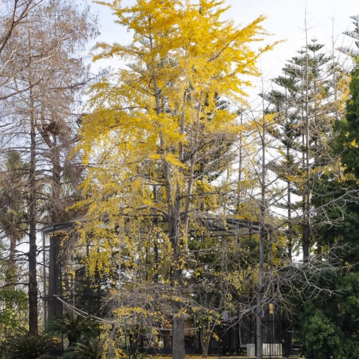 Arbre aux 40 écus - Ginkgo biloba - L'or au jardin en automne