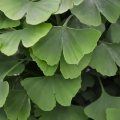 Arbre aux 40 écus - Ginkgo biloba - L'or au jardin en automne