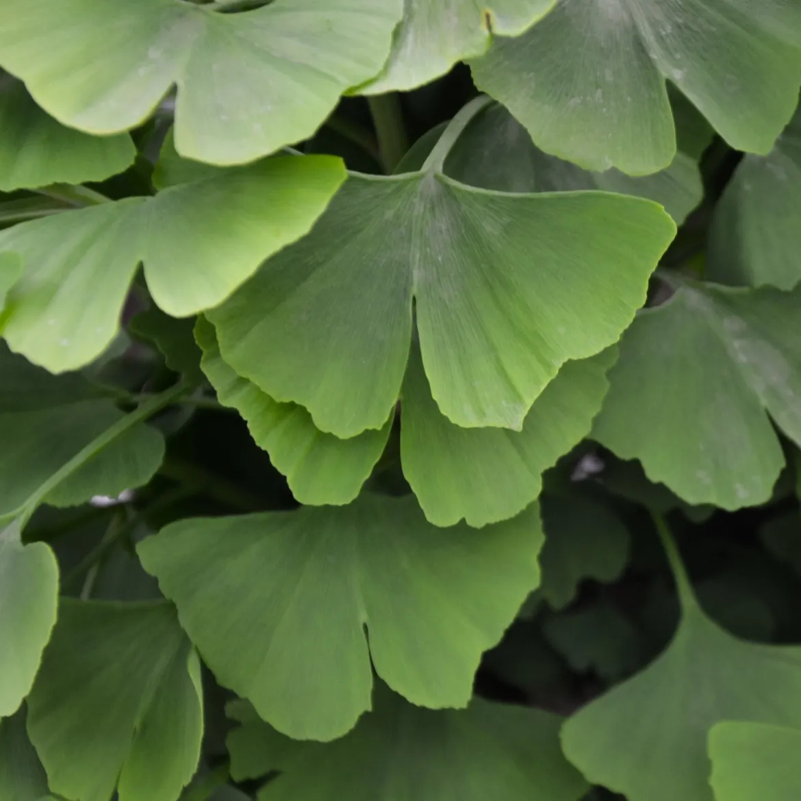 Arbre aux 40 écus - Ginkgo biloba - L'or au jardin en automne