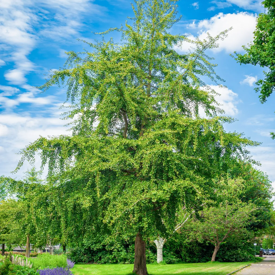 Arbre aux 40 écus - Ginkgo biloba - L'or au jardin en automne