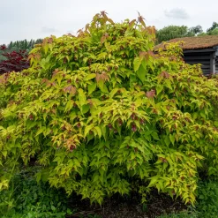 Arbre aux faisans Golden Lanterns - Feuillage doré, fleurs surprenantes