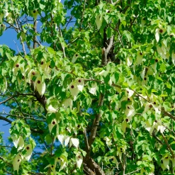 Arbre aux mouchoirs - Des fleurs comme des mouchoirs