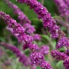 Arbre aux papillons 'Berries & Cream' - Un nuage de papillons chez vous