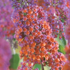Arbre aux papillons Flower Power - Un nuage de papillons chez vous
