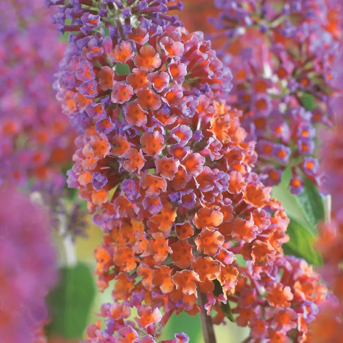 Arbre aux papillons Flower Power - Un nuage de papillons chez vous